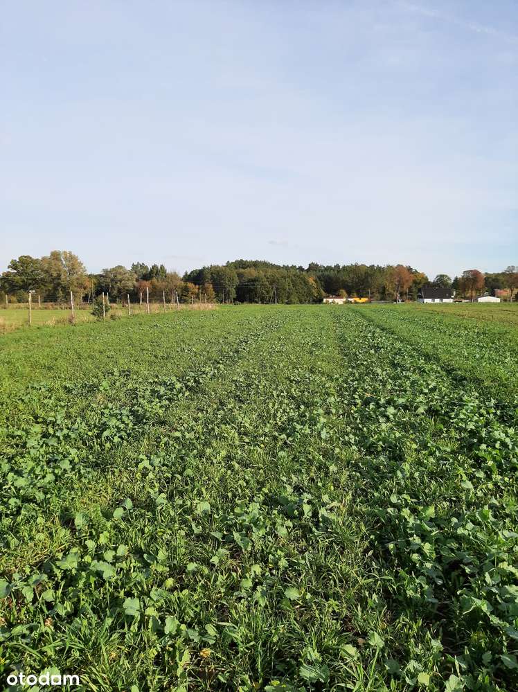 Działka z warunkami zabudowy 2990m2 - Pełny obrazek: 4/6