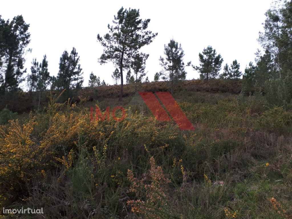 Terreno Projecto Produção florestal