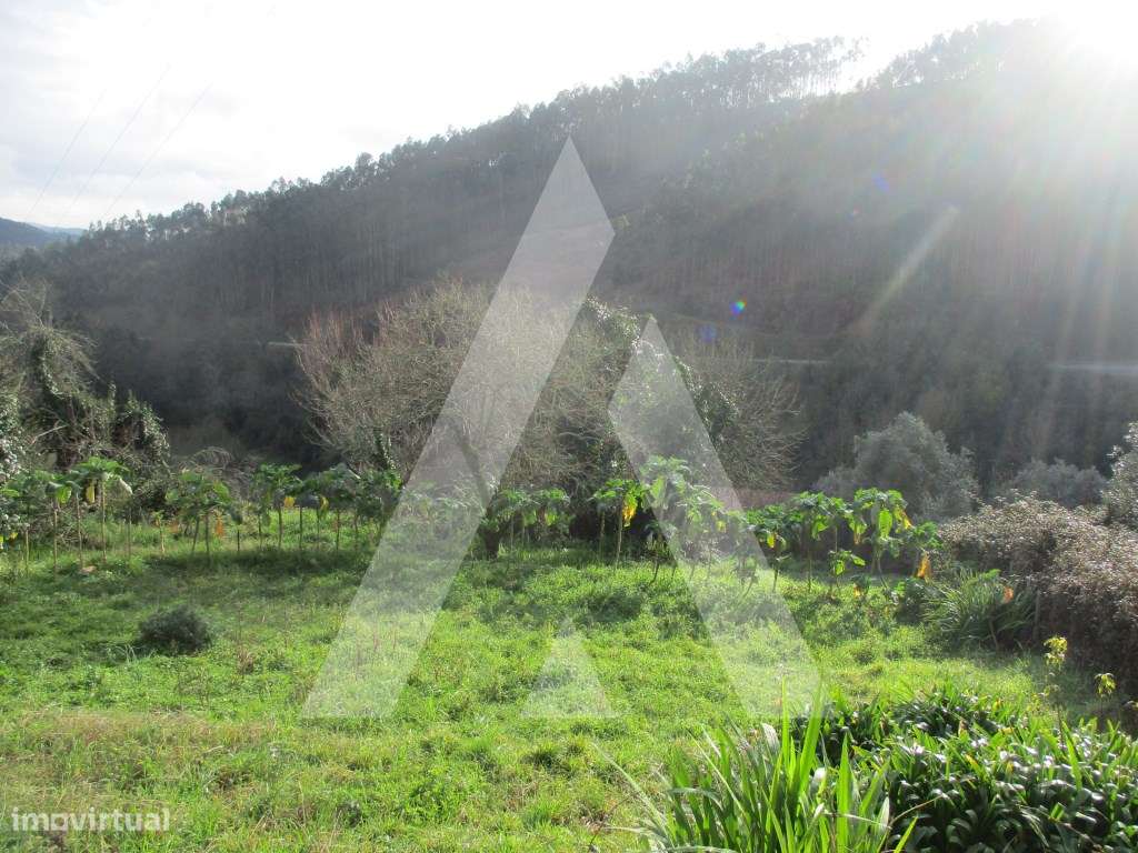 Terreno na zona de Anadia - Grande imagem: 5/7