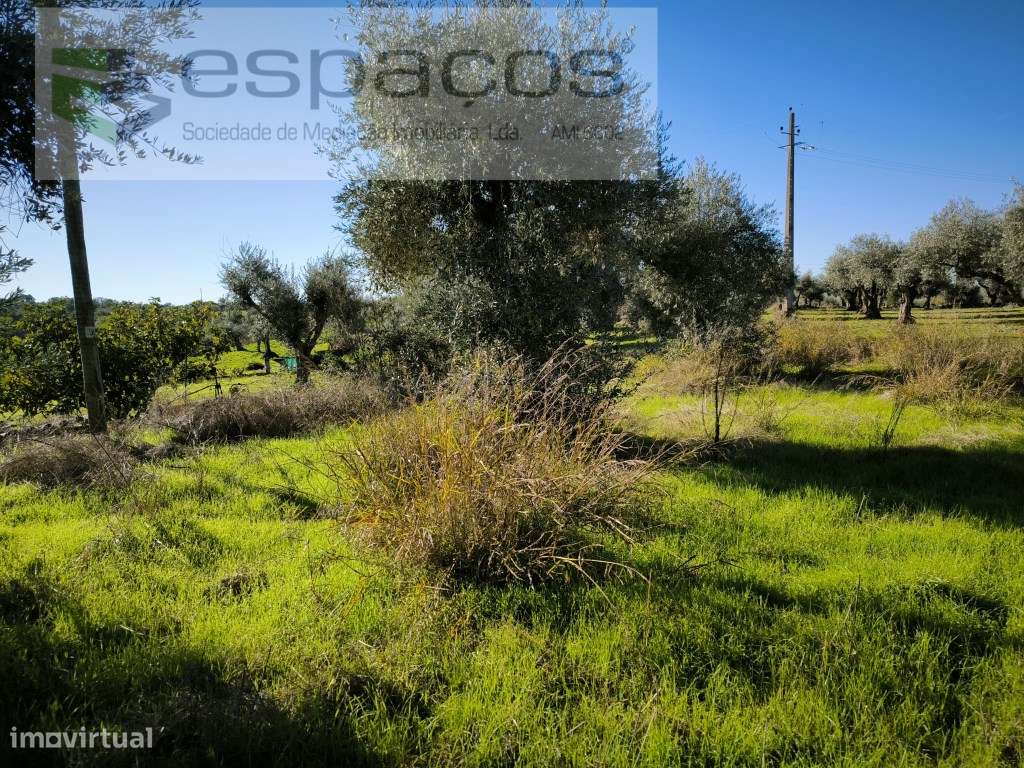 Horta da Serra - Palvarinho - Grande imagem: 4/8