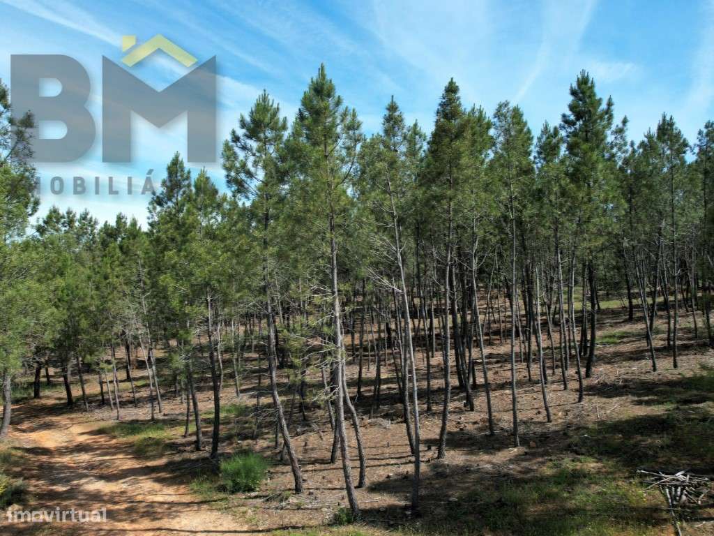 O Seu Próximo Grande Projeto Começa Aqui: 7.6 Hectares na Fatela co...-8
