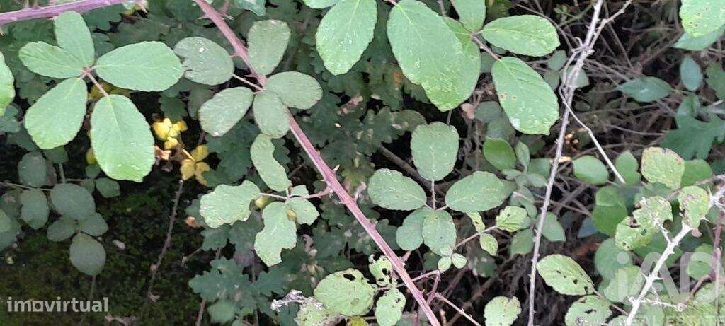 Terreno em Seixo da Beira de 3000,00 m2 - Grande imagem: 2/25