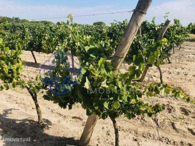 Propriedade rústica com 23ha e 4ha de vinha em plena produção - Grande imagem: 4/5