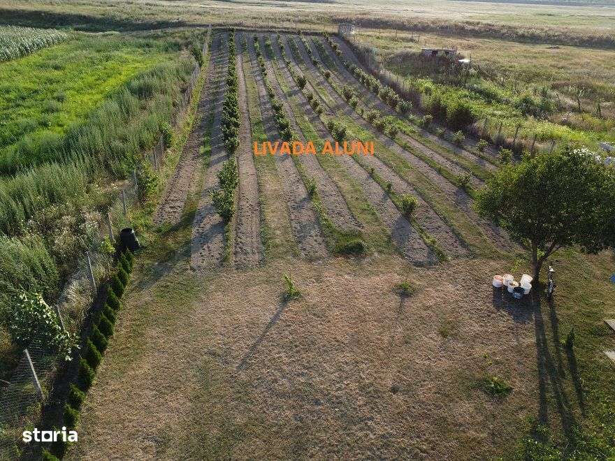 Casa Tip Cabana Letea Veche 5200 mp teren Livada Aluni - Imagine principală: 4/20