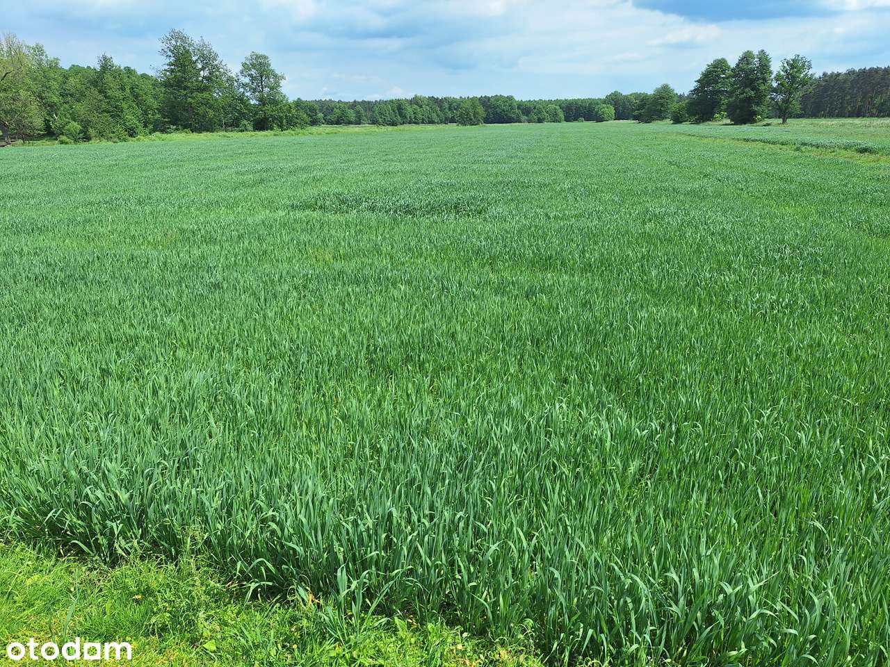 ZIEMIA ROLNA GRUNT ORNY 43,40 ha gmina Namysłów PROMOCJA! - Pełny obrazek: 5/8