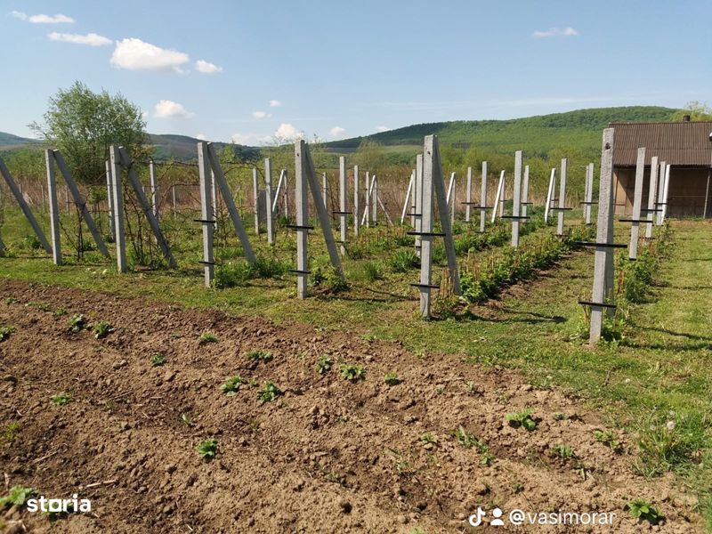 Teren ideal pentru casa + livada