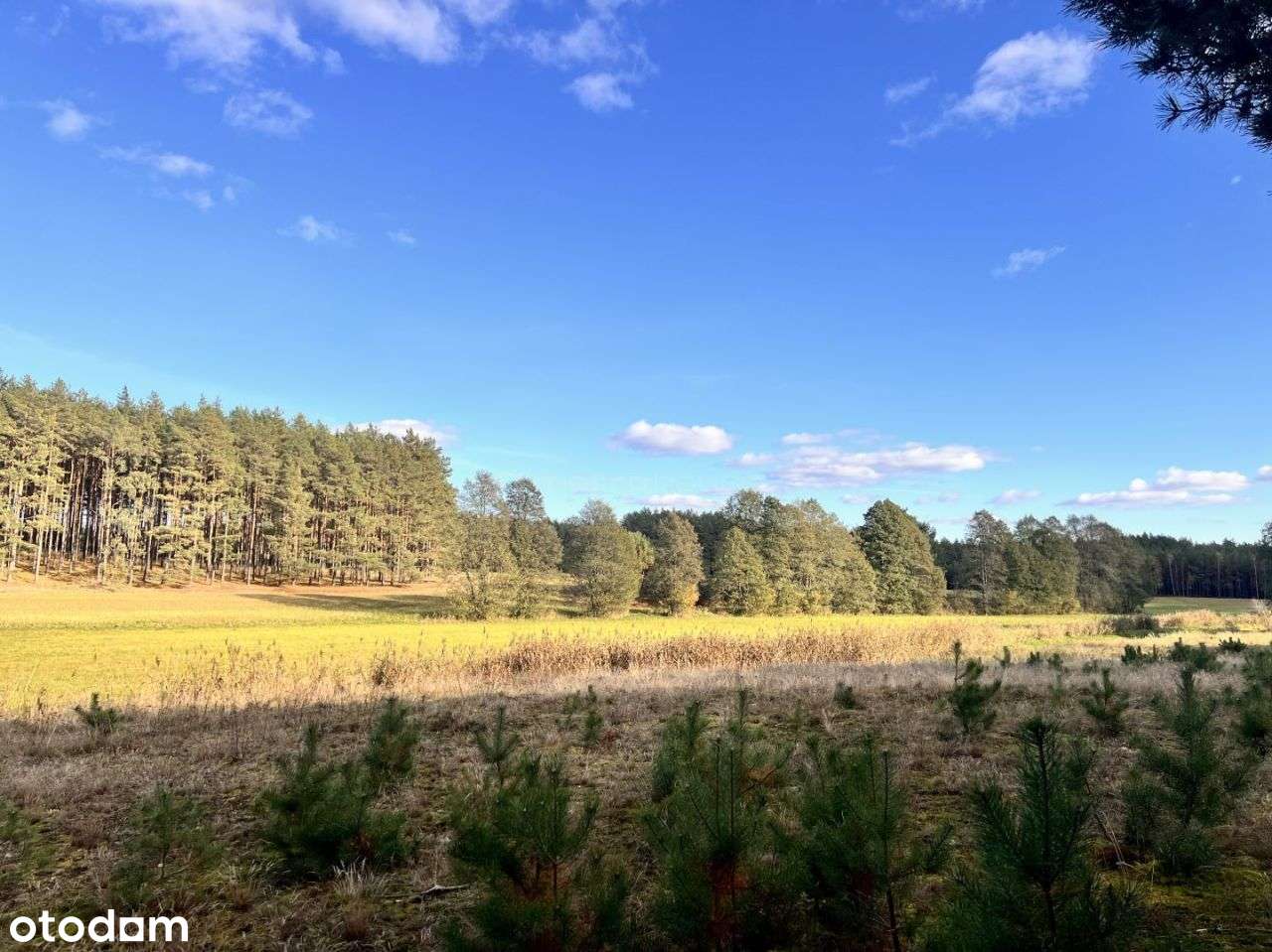 Działka siedliskowa z linią brzegową, przy lesie-5