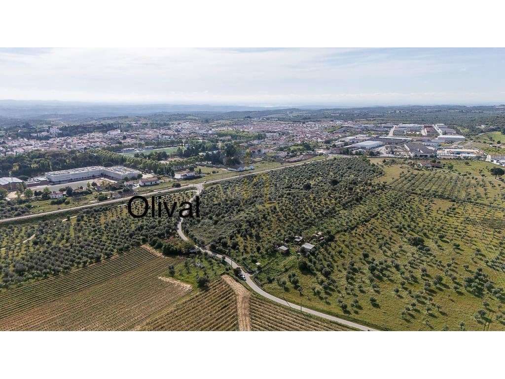 Olival 10.000 mt2 com 600 oliveiras - Grande imagem: 3/3