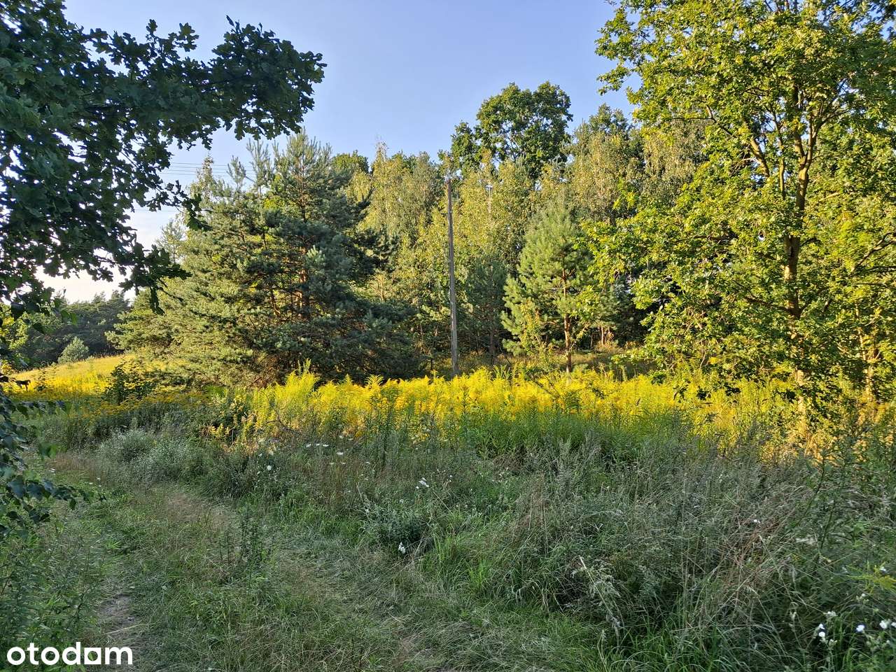 działka budowlana z widokiem na Puszczę Kampinoską Korfowe - Pełny obrazek: 4/4