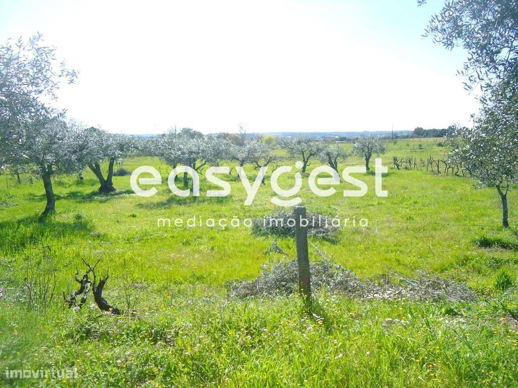 Terreno Rústico à Venda em Orca com Vistas para a Serra da Gardunha - Grande imagem: 5/49