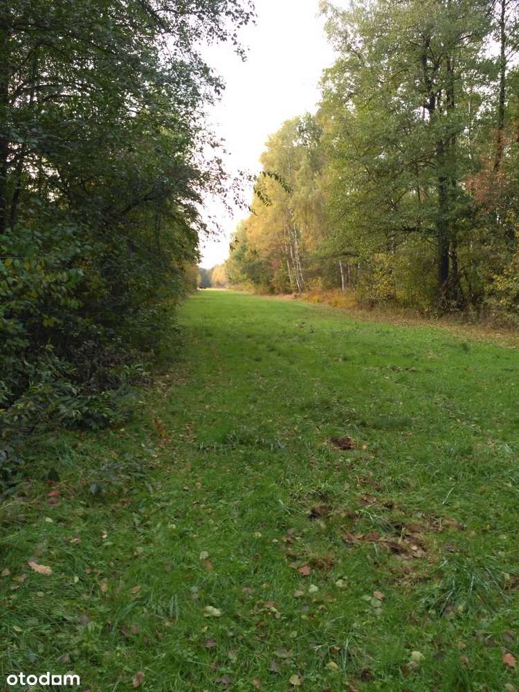 Działka siedliskowa 1,82 ha z wydanymi warunkami zabudowy-0