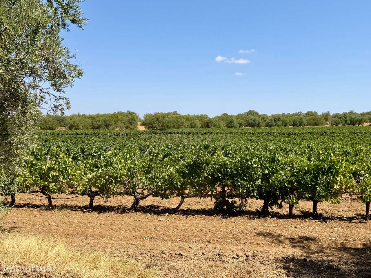 Herdade de Pandeira, Vinha e Olival em Produção em Reguengos de Monsar-24