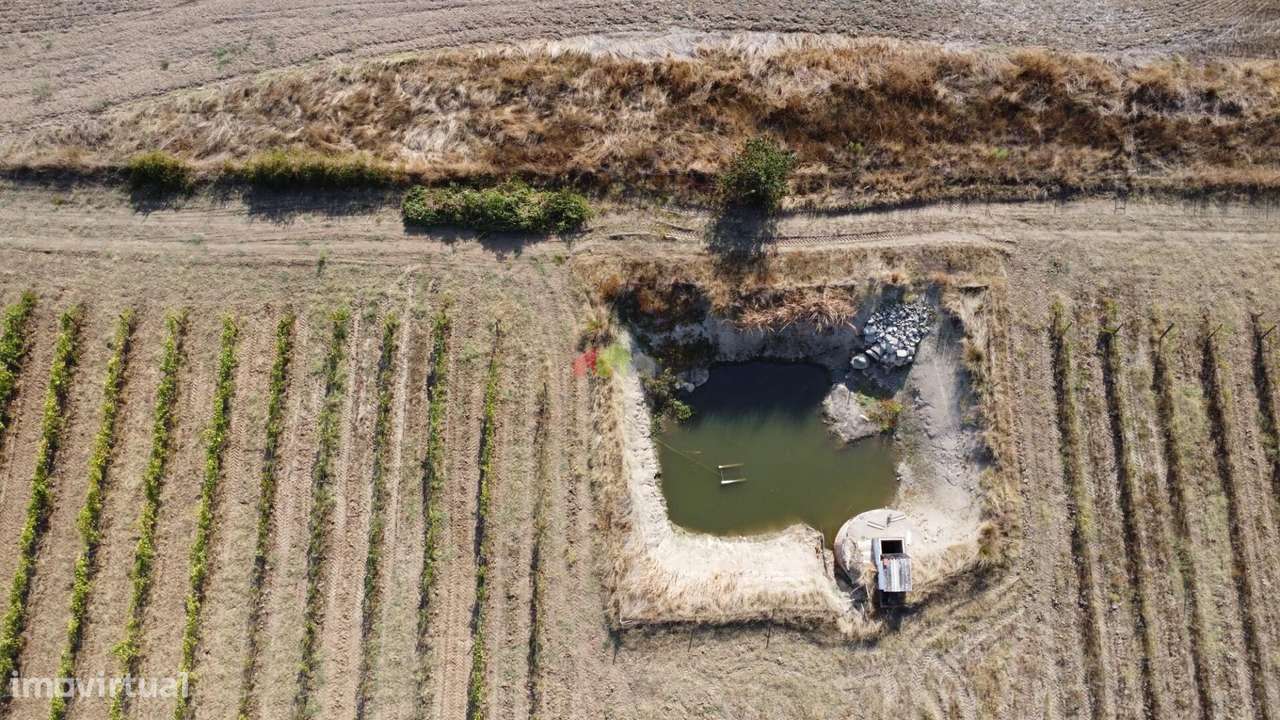Quinta em Redondo com Monte e Vinha-12
