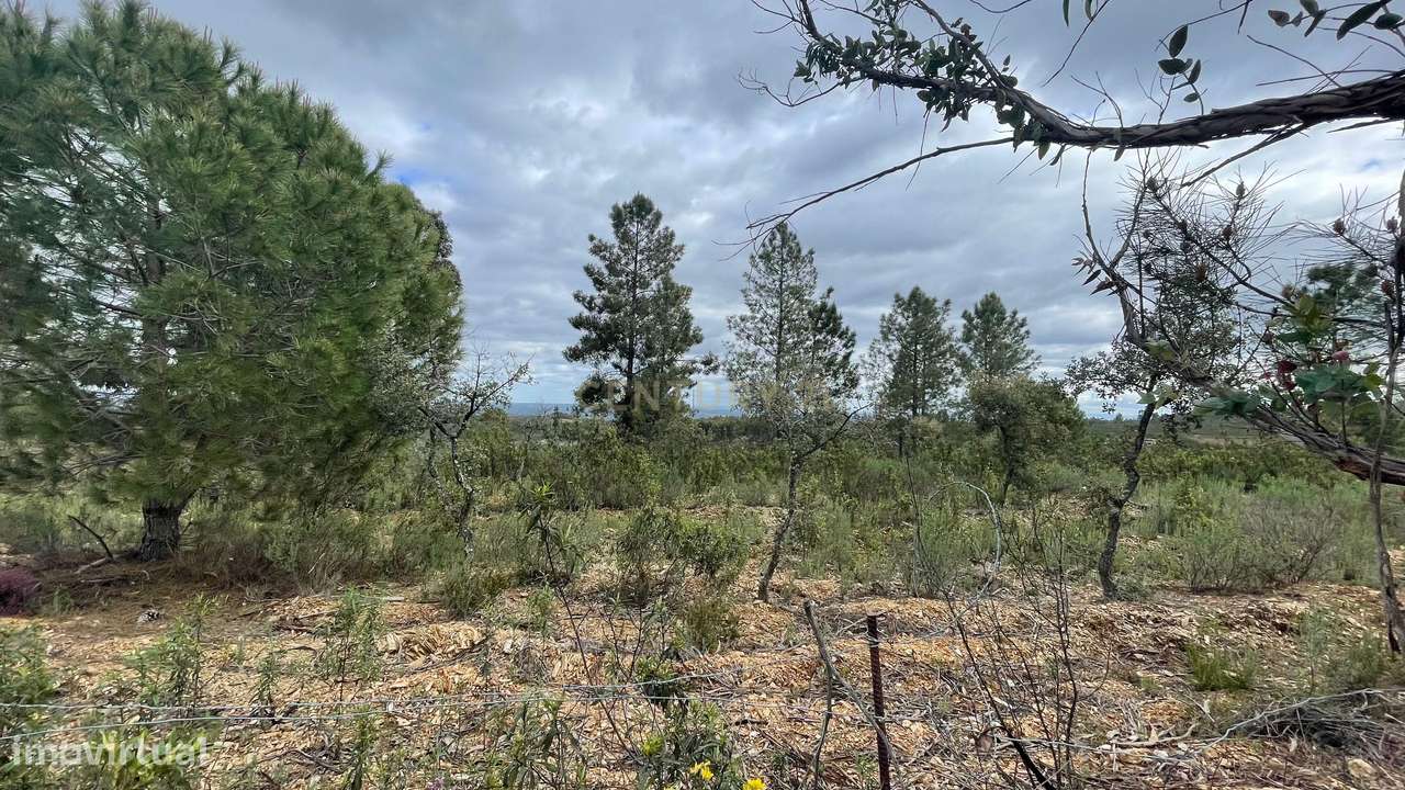 Terreno rústico, Benquerenças - Grande imagem: 4/6