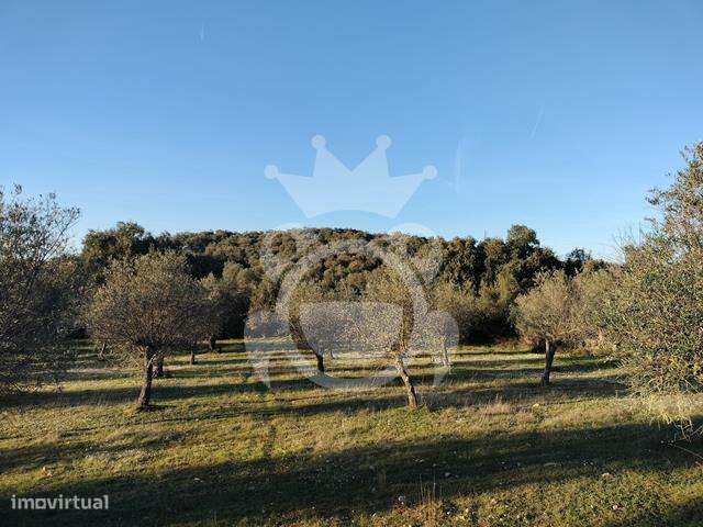 OLIVAL PARA VENDA EM CARRAPATELO - CORVAL-19