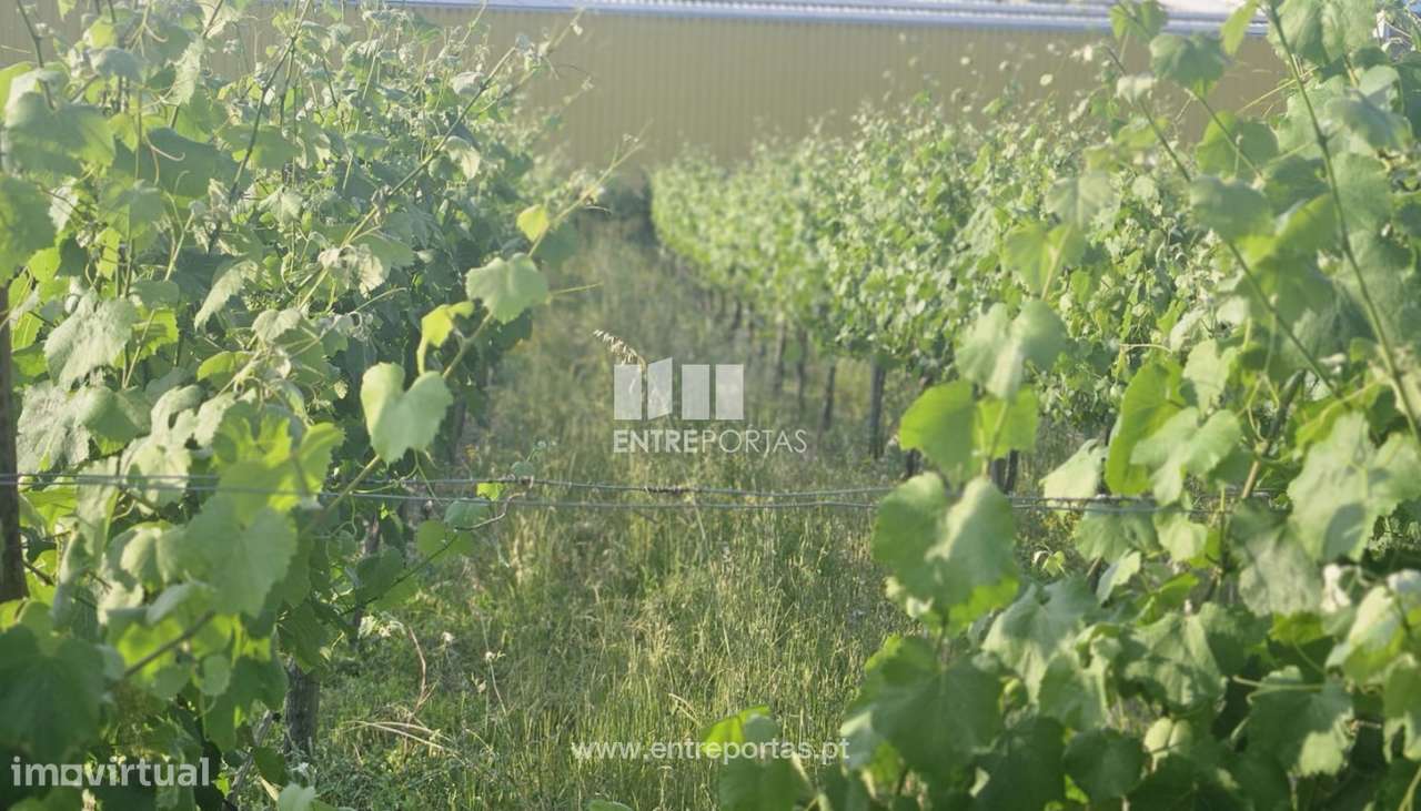 Terreno de construção para venda, Mazedo, Monção - Grande imagem: 4/12