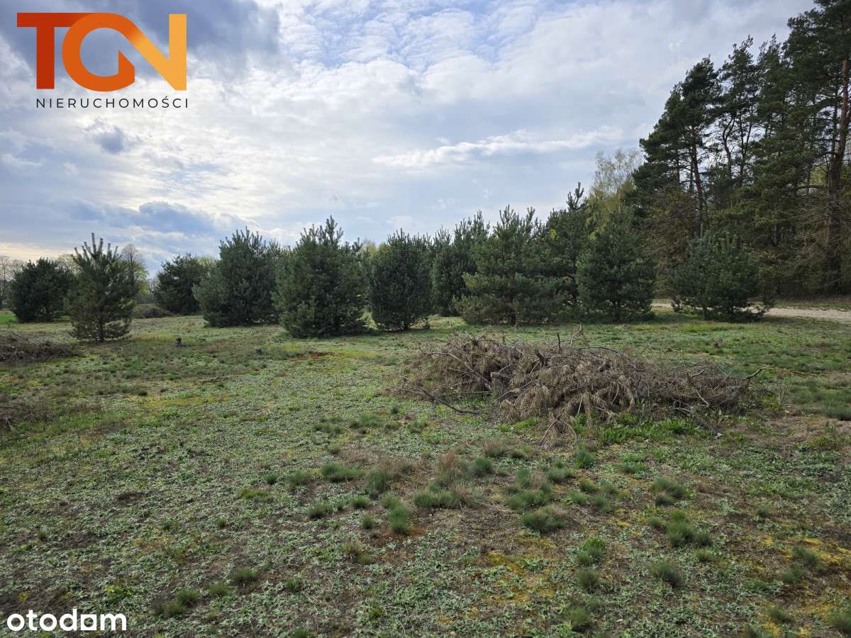 Działka w otulinie lasu - Pełny obrazek: 5/6