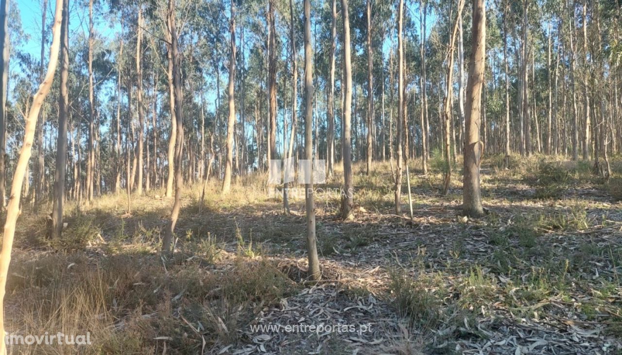 Venda de Terreno florestal com 30.500 m2, Rates, Póvoa de Varzim