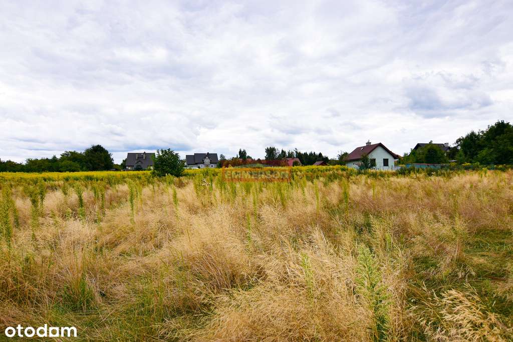 Poskwitów- Działka budowlana, płaska, słoneczna - Pełny obrazek: 4/5