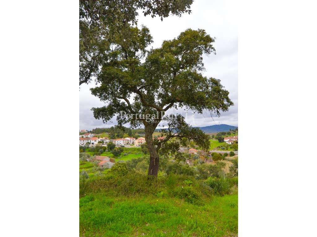 Lote para Construção em Proença-a-Nova - Grande imagem: 5/10