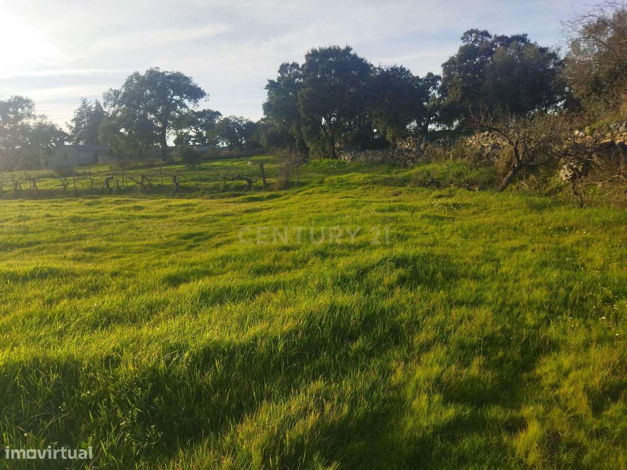 Terreno Rustico, Lousa, Castelo Branco - Grande imagem: 4/10