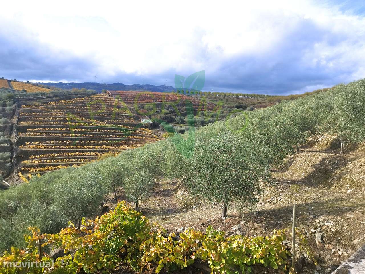 Olivais em Valongo dos Azeites, S.J. da Pesqueira - Grande imagem: 5/14