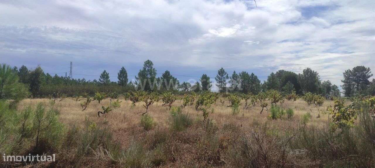 Terreno / Fundão, Vale de Prazeres e Mata da Rainha - Grande imagem: 2/6