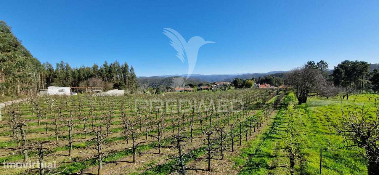 Fantástico terreno com árvores de fruto - Grande imagem: 3/11