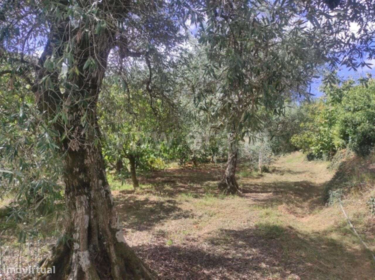 Quinta / Fundão, Alcongosta - Grande imagem: 4/7