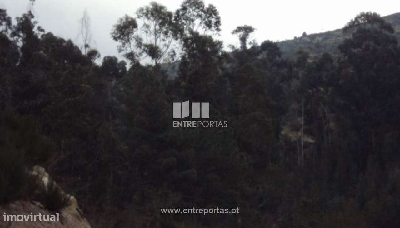 Venda Terreno, Banho e Carvalhosa, Marco de Canaveses - Grande imagem: 5/30