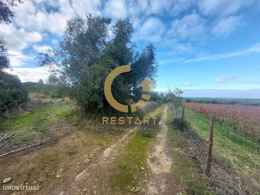 Terreno em Azeitão para venda com 10.000m2 - Grande imagem: 5/60