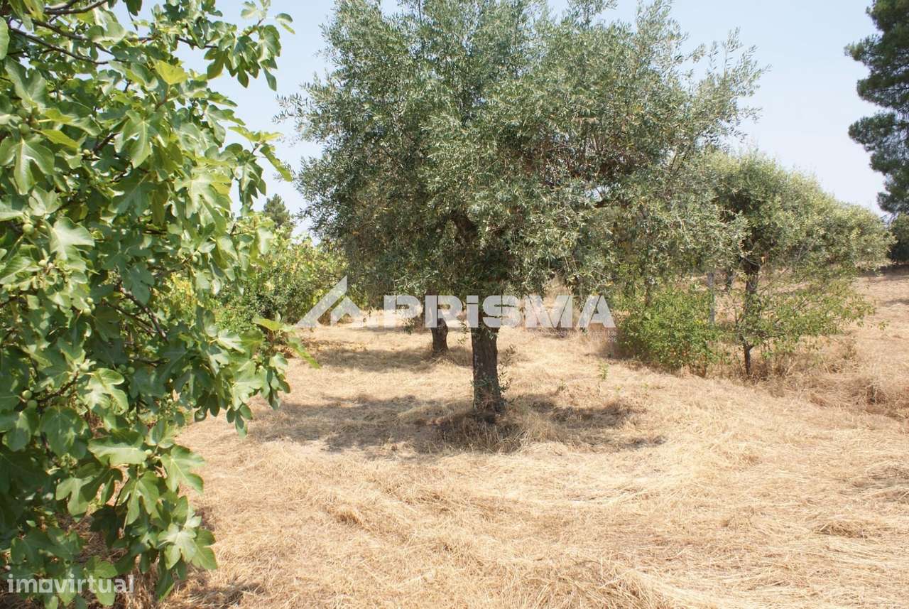 Quinta para Venda em Orca - Fundão-9