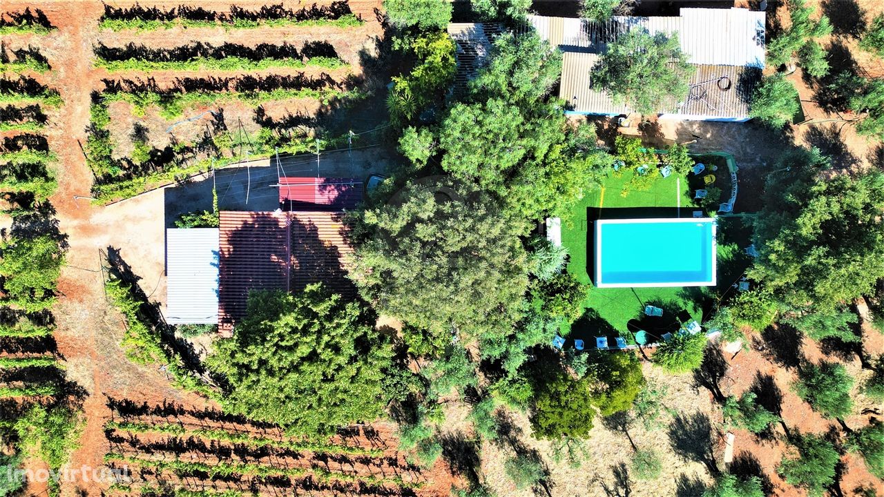 Quintinha no Alentejo, com vinha, olival e piscina, Borba