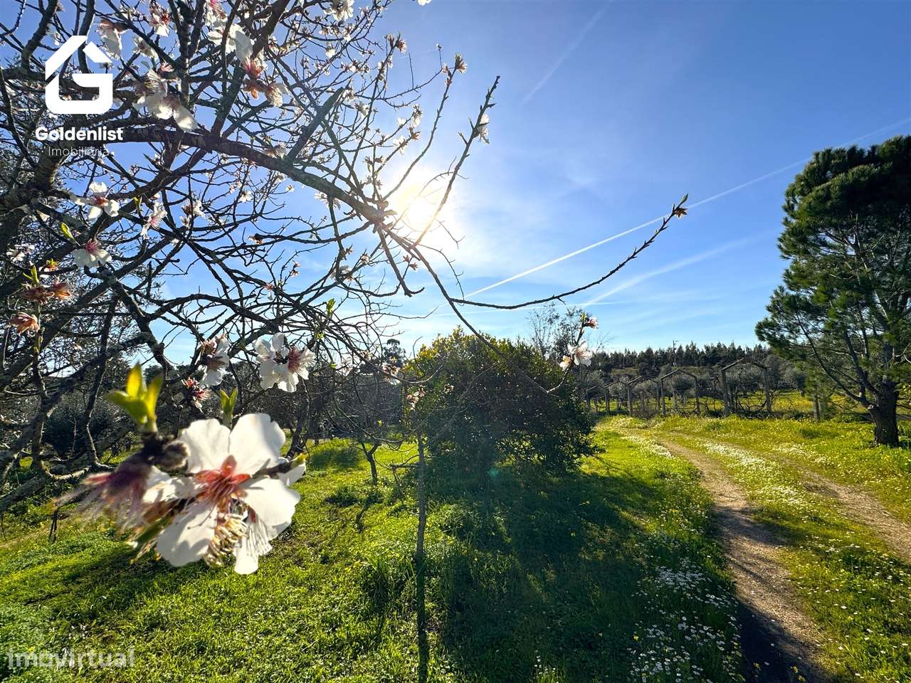 Quinta  Venda em Monforte da Beira,Castelo Branco-33