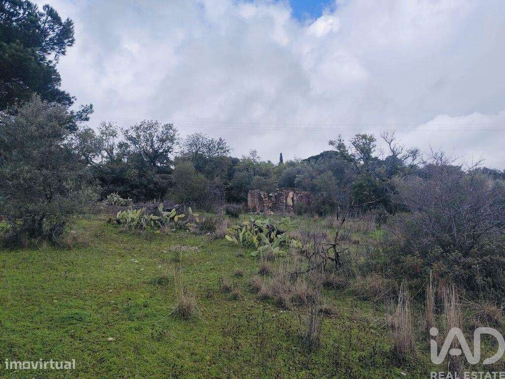 Terreno em São Brás de Alportel - Grande imagem: 4/7