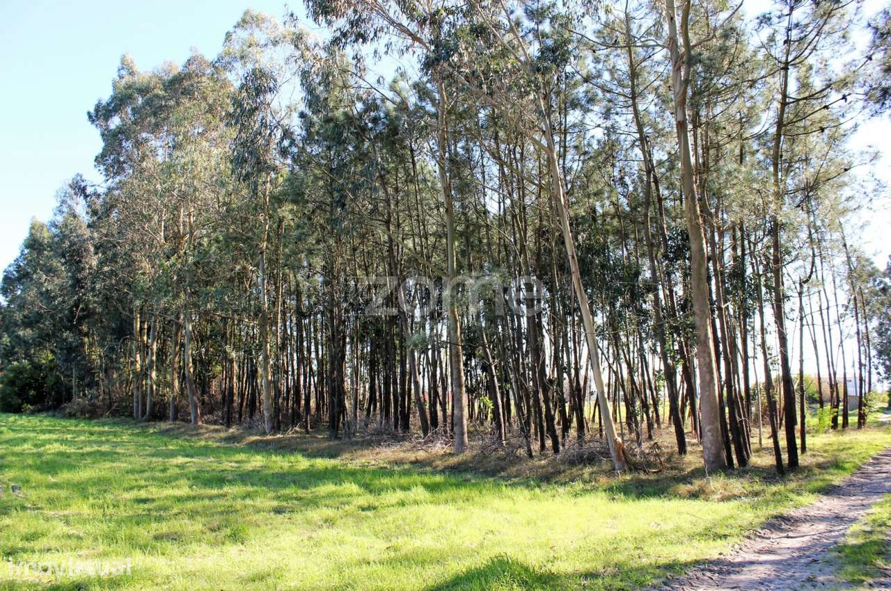 Terreno na Torreira, Murtosa - Grande imagem: 3/9