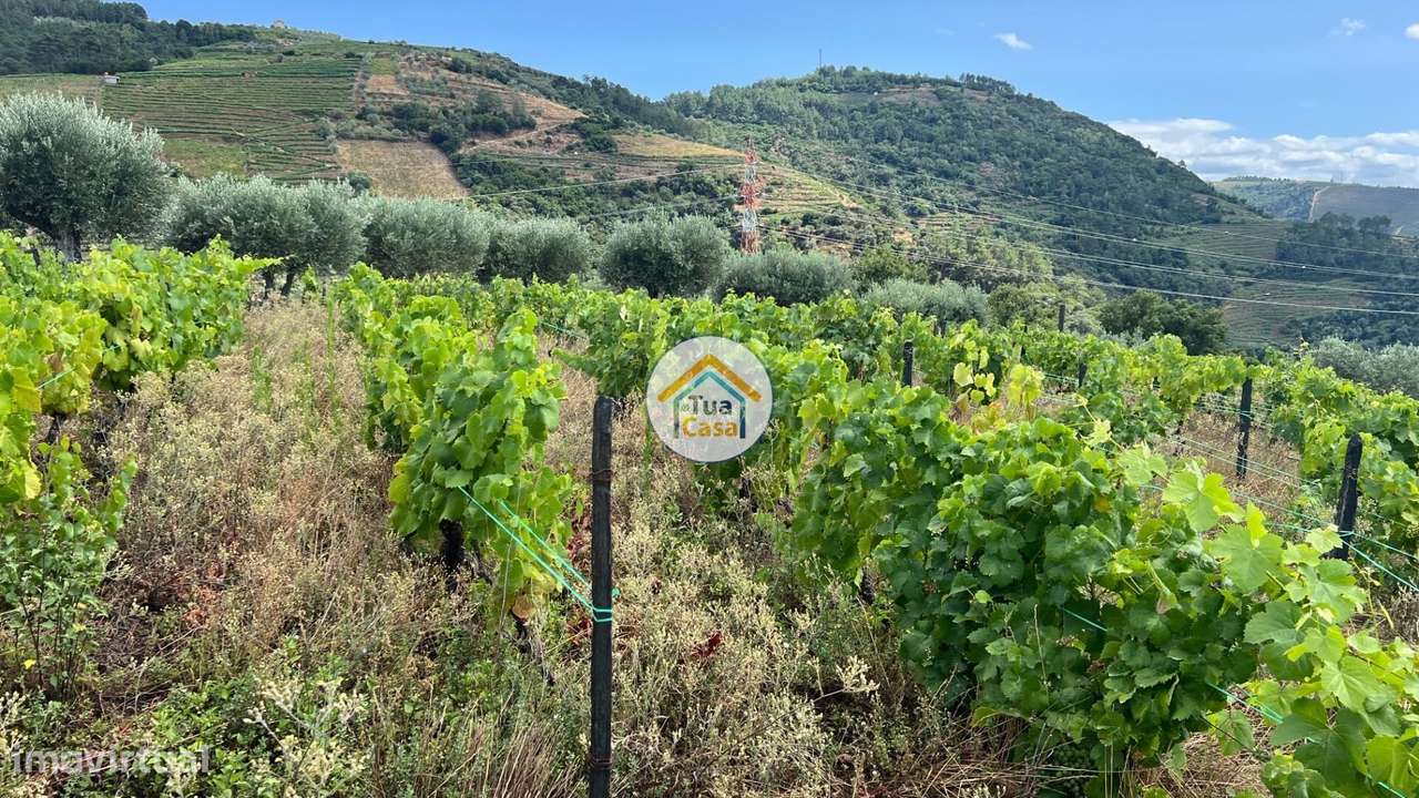 Terreno Rústico com 9300m2 Cultivo de Vinha em Fornos de Andrães, Vila - Grande imagem: 2/16