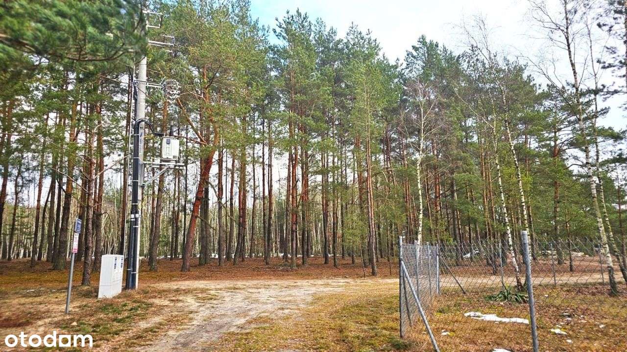 Działka Z Mpzp pięknie zadrzewiona w Katarzynowie - Pełny obrazek: 4/9