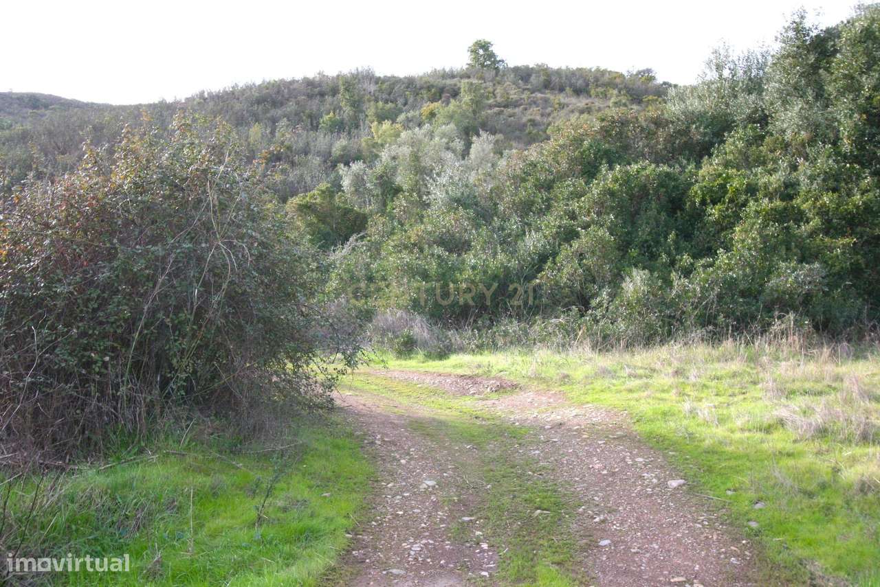 Amplo terreno rústico com sobreiros maduros em Vale Fontes de Baixo, S - Grande imagem: 5/14