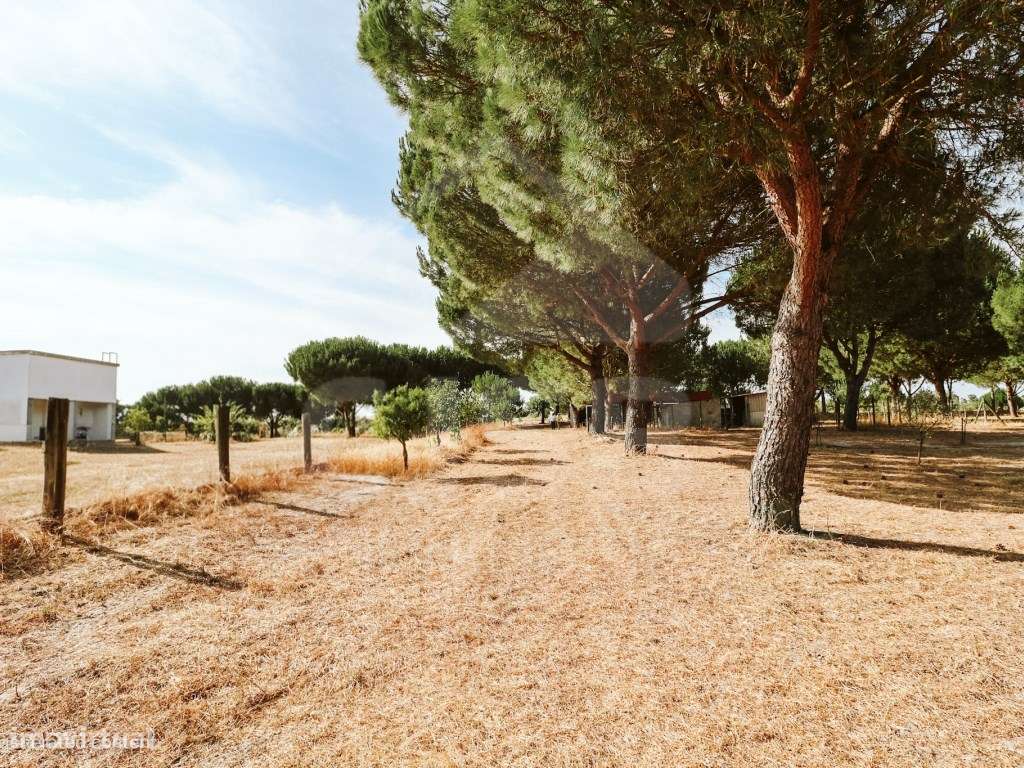 Quinta T5 na Branca-48