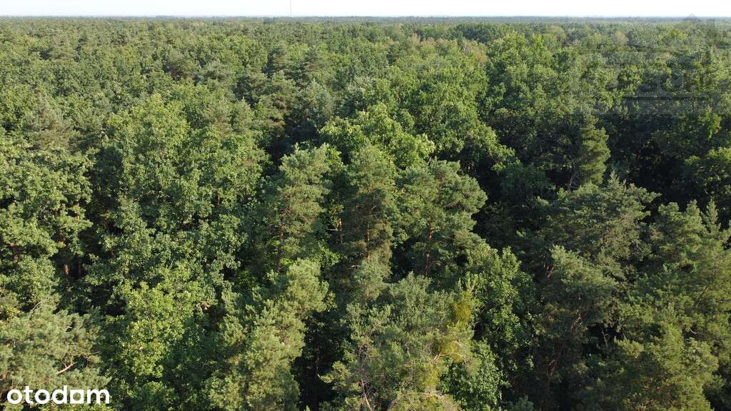 Atrakcyjne działki przy lesie w Starej Wsi - Pełny obrazek: 4/5