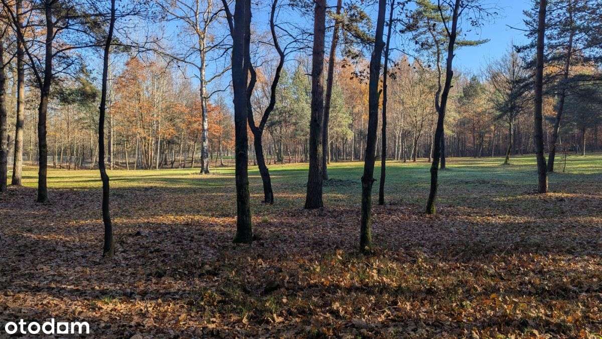 Działka Premium z prywatny lasem - 7,99ha-9