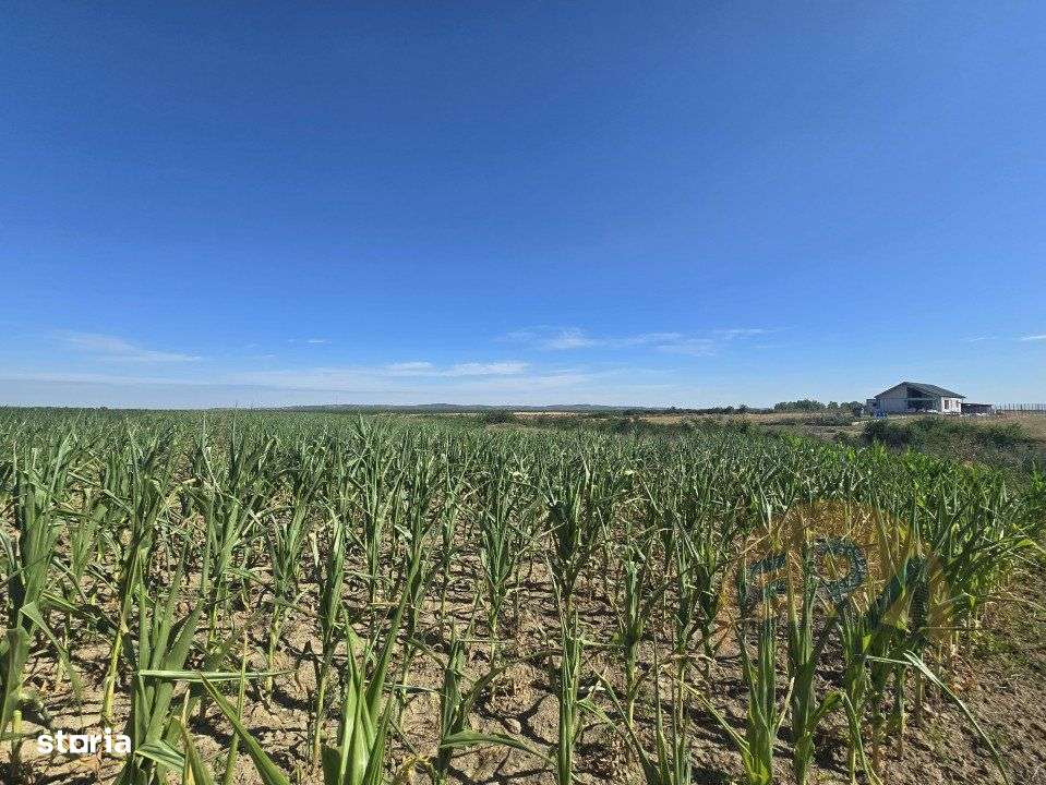 Oportunitate - Teren intravilan – 5972 mp – Rontau, Baile 1 Mai - Imagine principală: 3/5