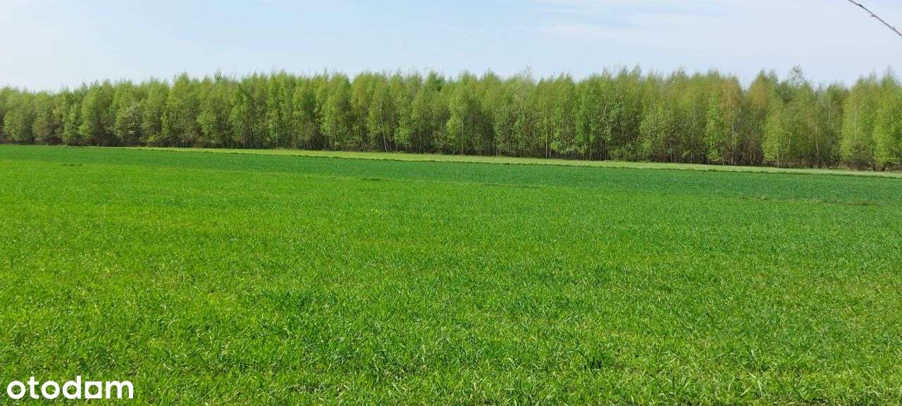 Uzbrojona działka budowlana niedaleko Prażmowa-7