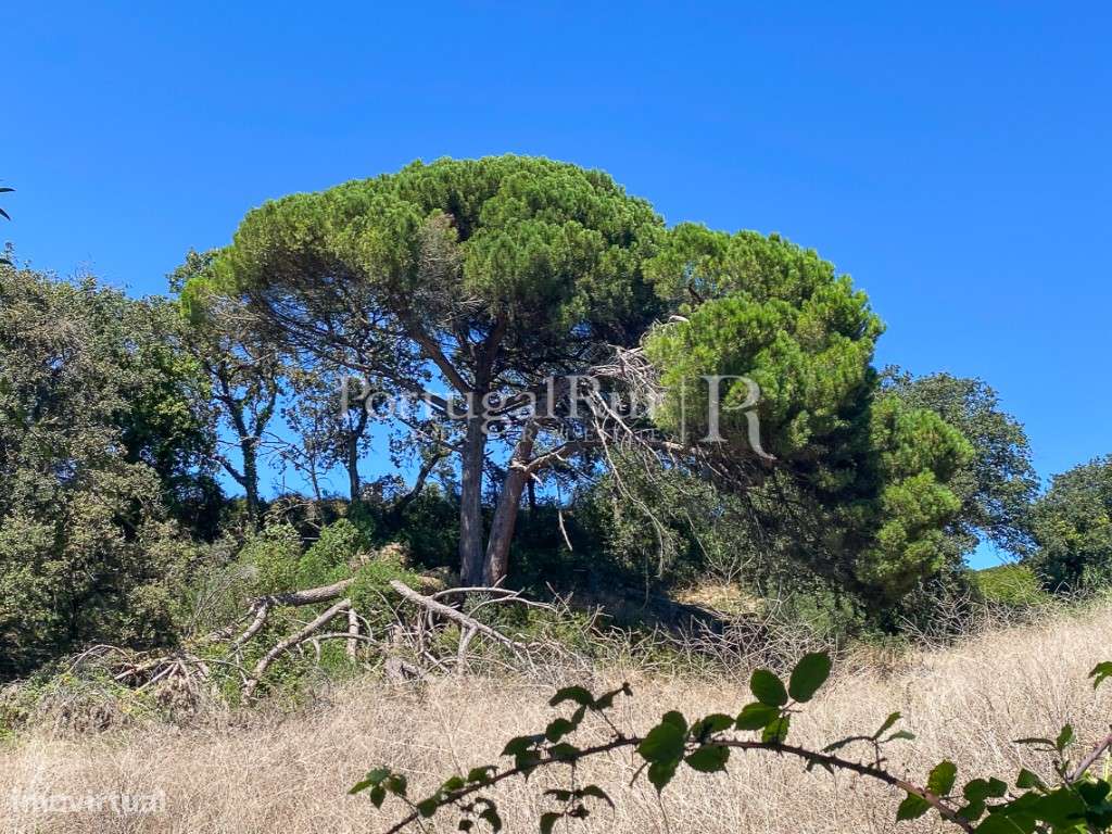 Complexo Agricola com 35.640 m² e 1.907 m² de área de construção-38