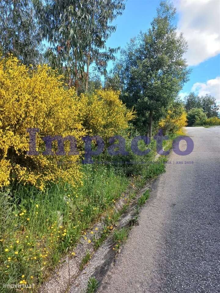 Terreno Rústico, Pinhal - Grande imagem: 5/6