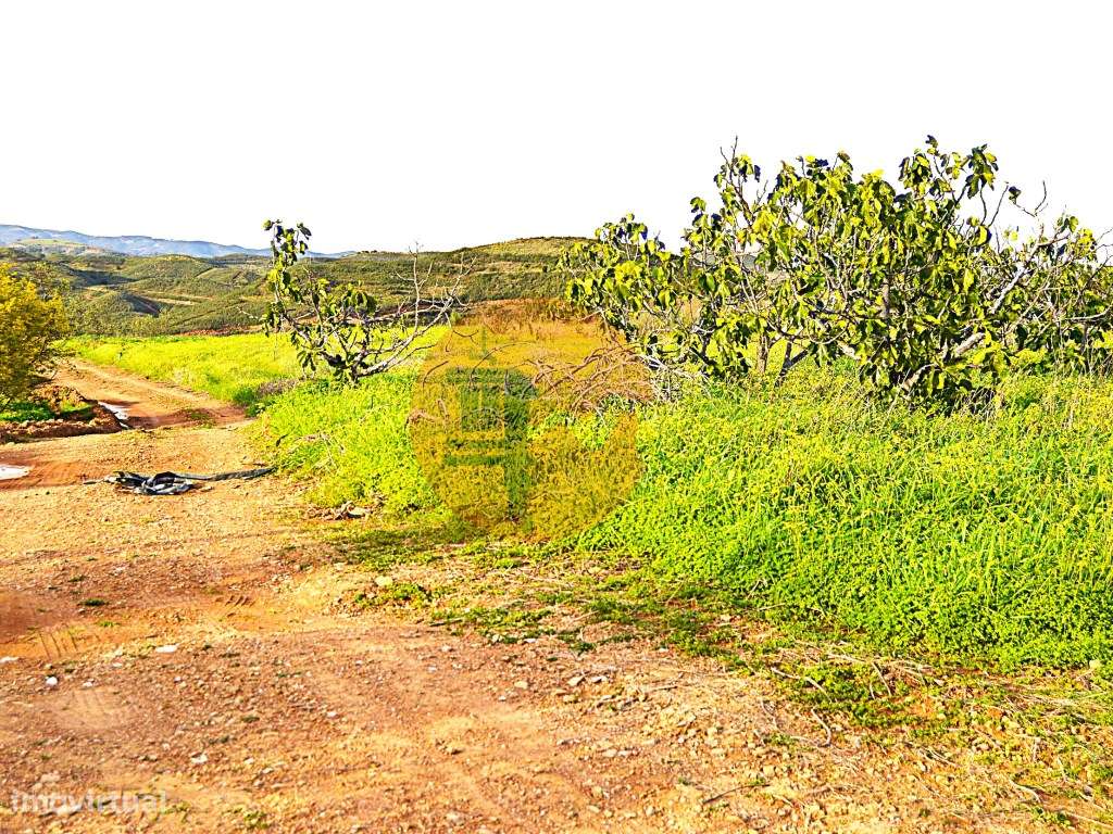 Terreno Rústico Próximo de Tavira - Grande imagem: 5/8