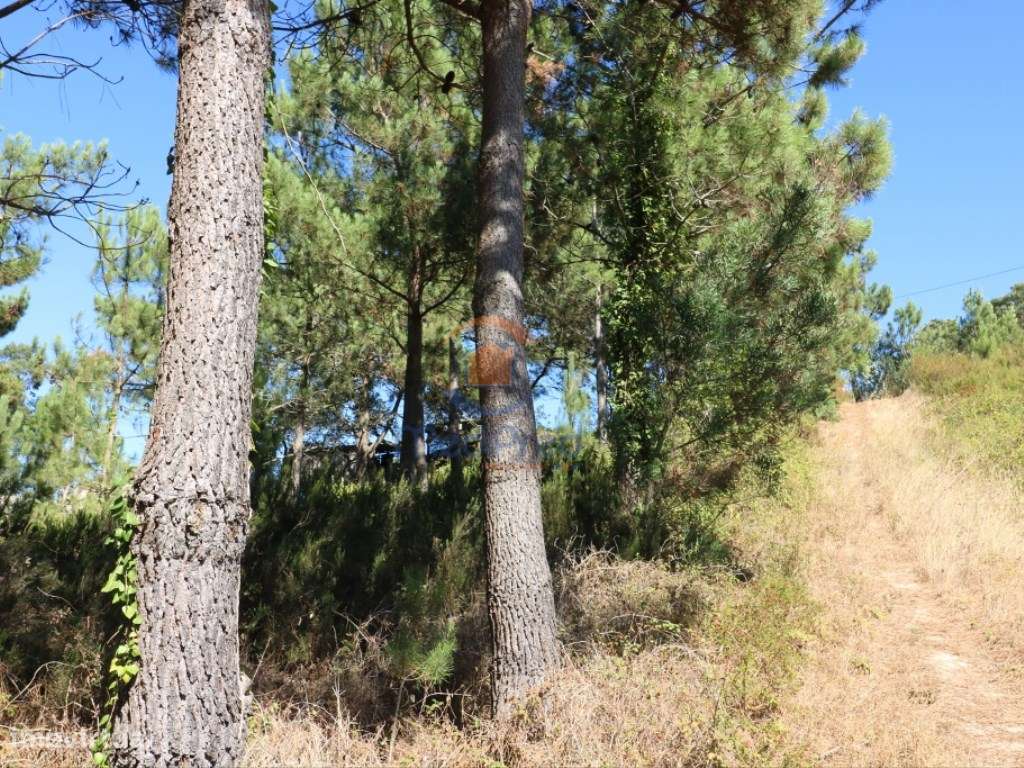 Terreno agrícola em Fonte Grada - Grande imagem: 4/6
