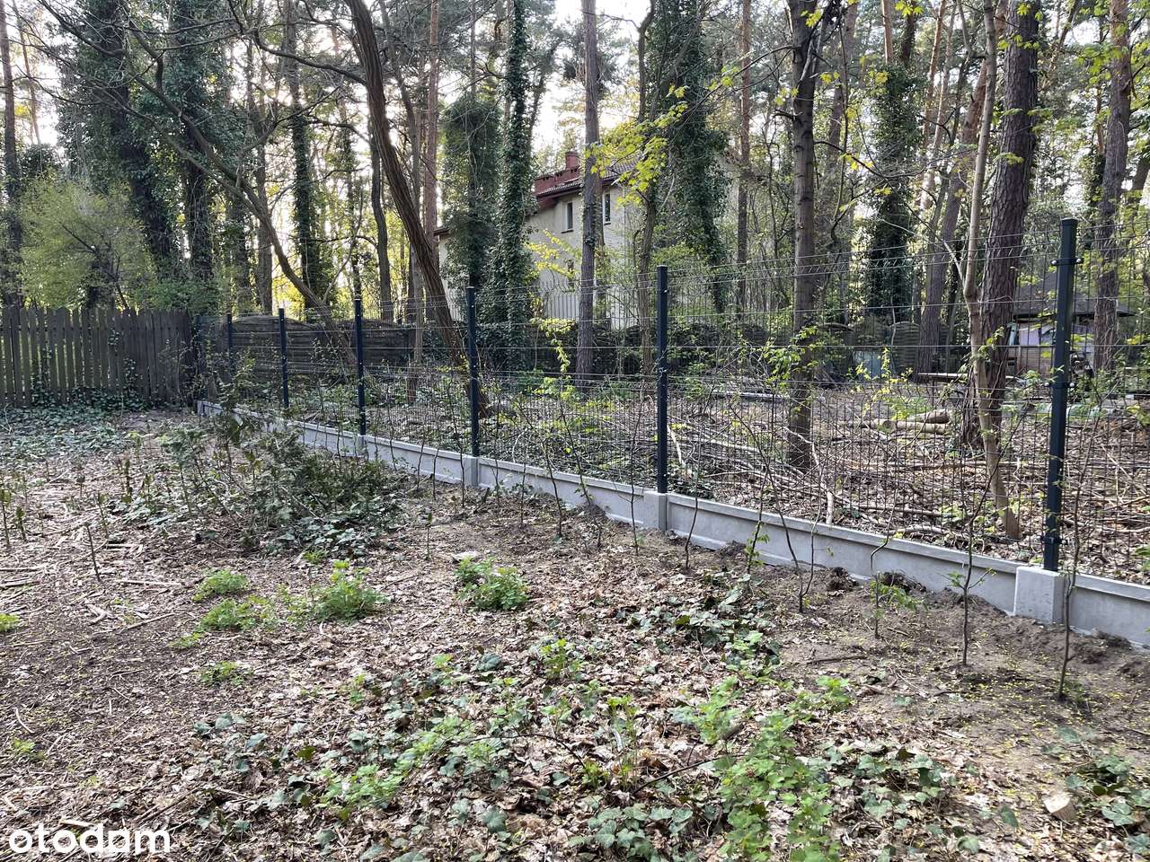 Zalesie Górne - Działka BUDOWLANA w środku sosnowego lasu - Pełny obrazek: 5/8