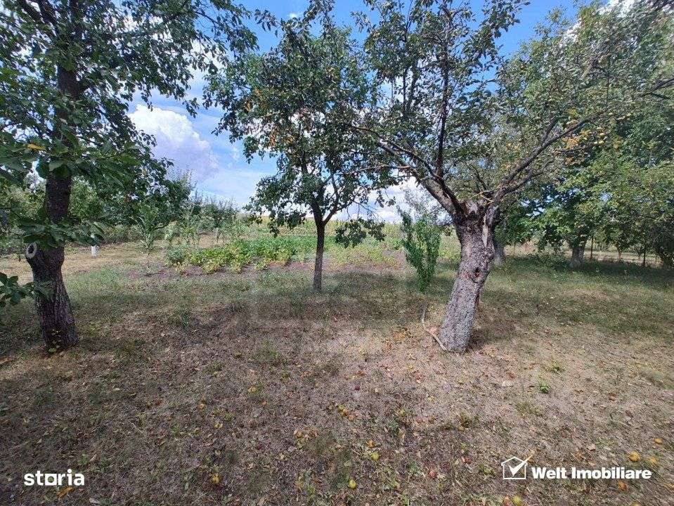 Casa veche, toate utilitatile, Pata, 5808 mp, tot intravilan, front 19 - Imagine principală: 4/12